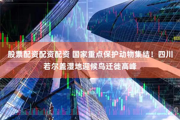 股票配资配资配资 国家重点保护动物集结！四川若尔盖湿地迎候鸟迁徙高峰